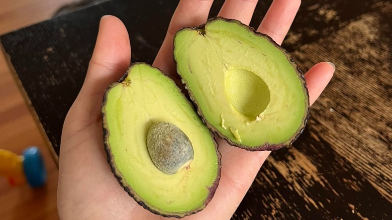 Aldi mini avocados in hand