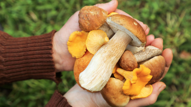 person with handful of mushrooms