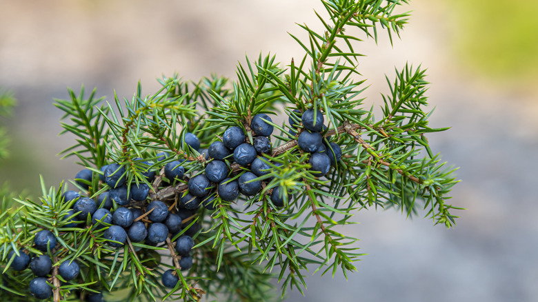 juniper berries on plant bush