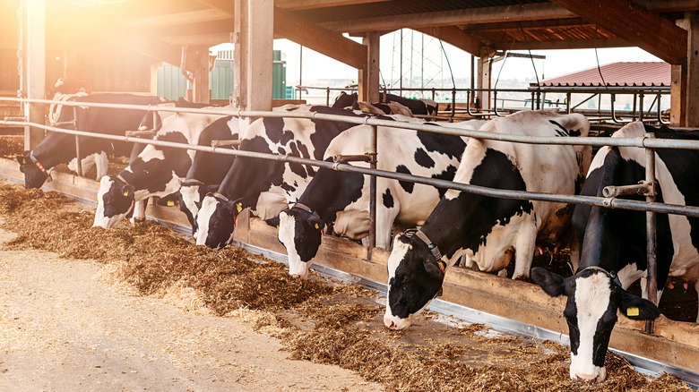 cows in a bio farm