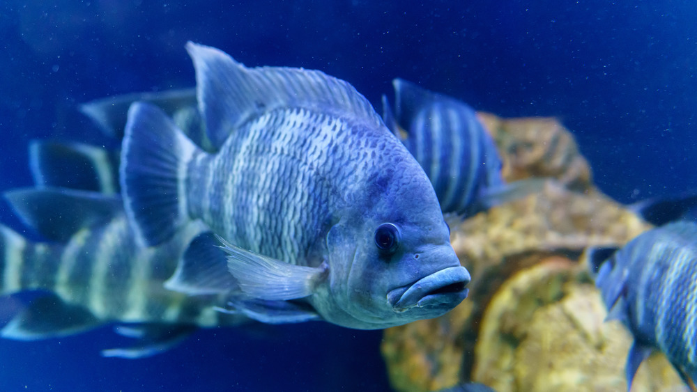 School of tilapia in a tank