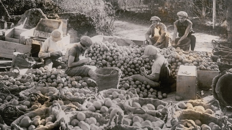 vintage photo orange grove workers 