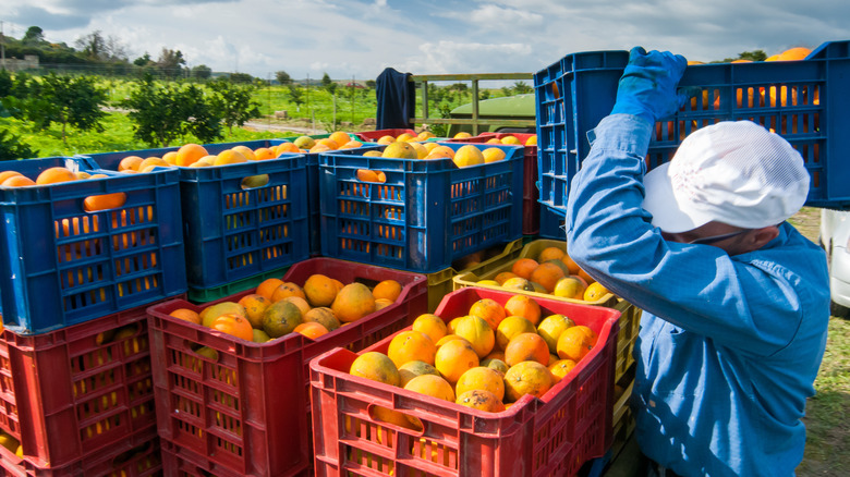 farmer picking navel oranges 