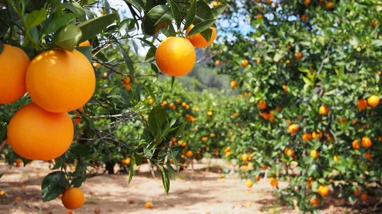 Valencia orange trees