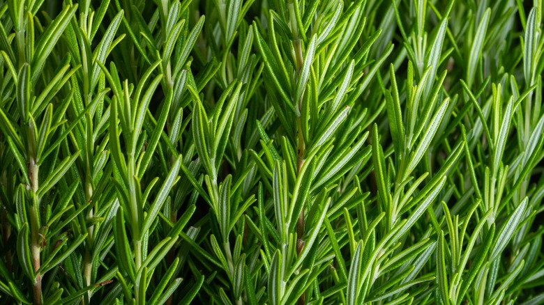 fresh rosemary stems