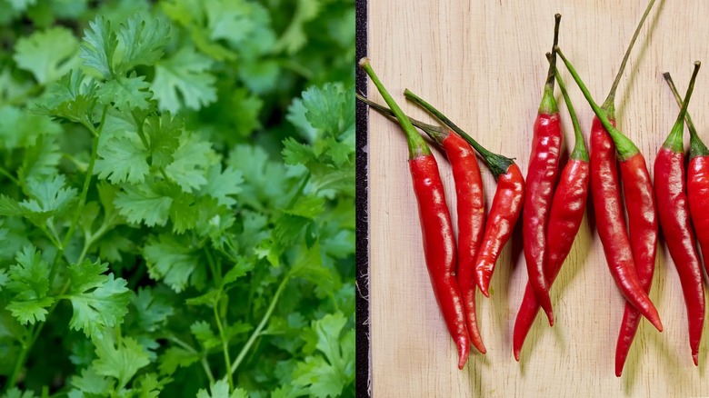 fresh cilantro leaves and Thai chilis