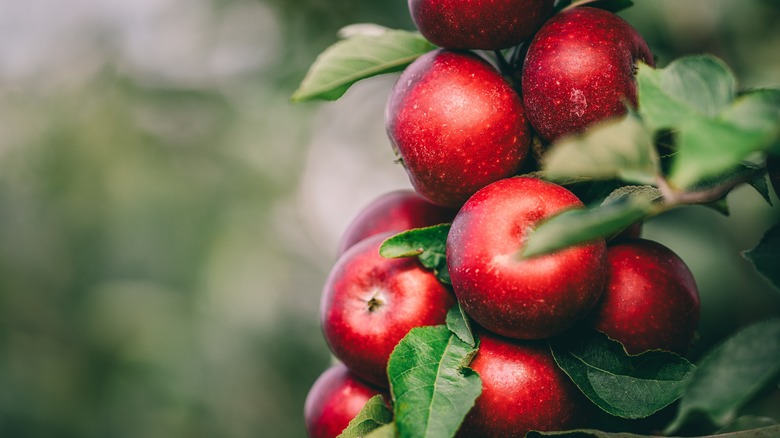 Apples on tree