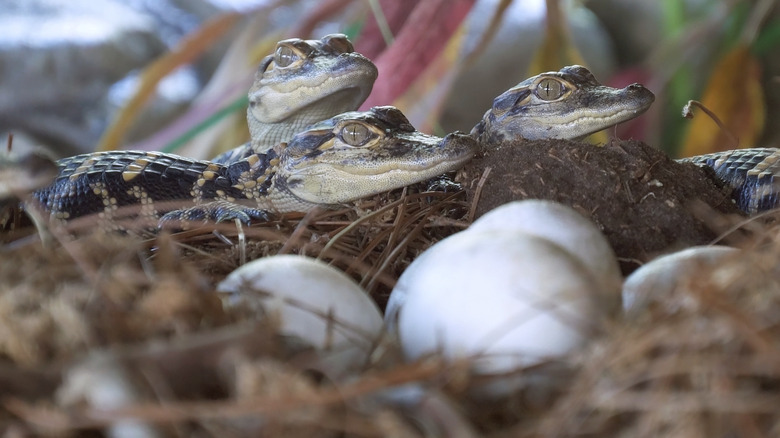 three baby alligators above their eggs