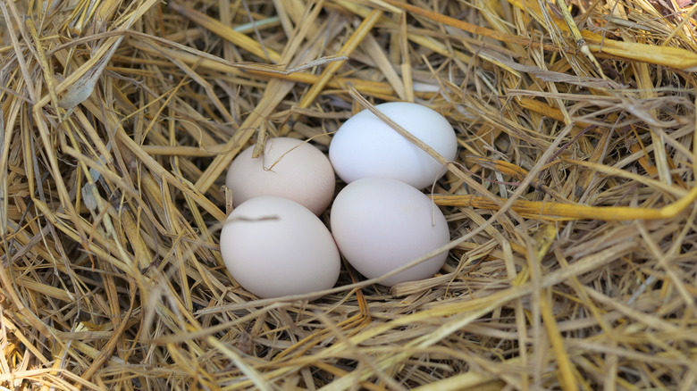 Bantam eggs on a straw background