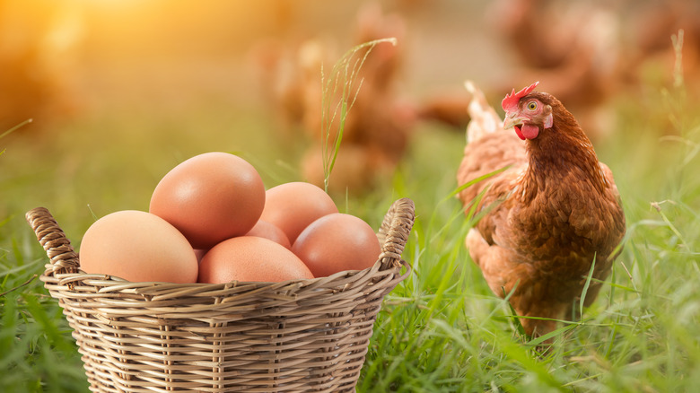 A brown chicken next to a basket of eggs