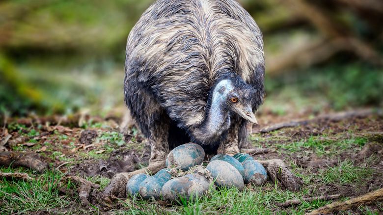 An emu bending down over a nest of its eggs