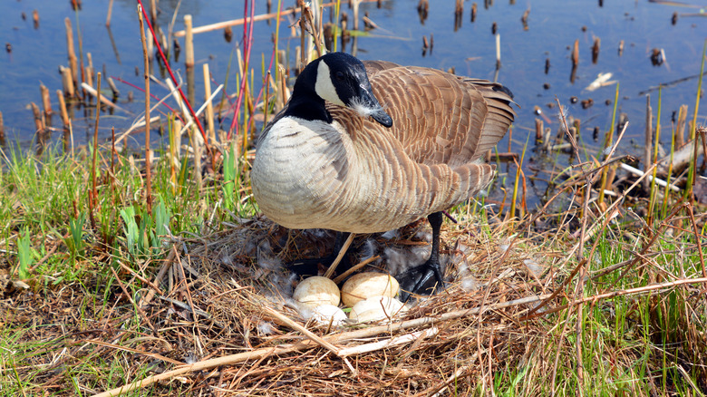 Goose hovering over its nest of eggs