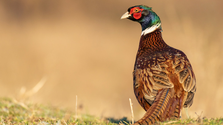 Close up of a ring-neck pheasant
