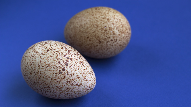 close up of two turkey eggs on a blue background