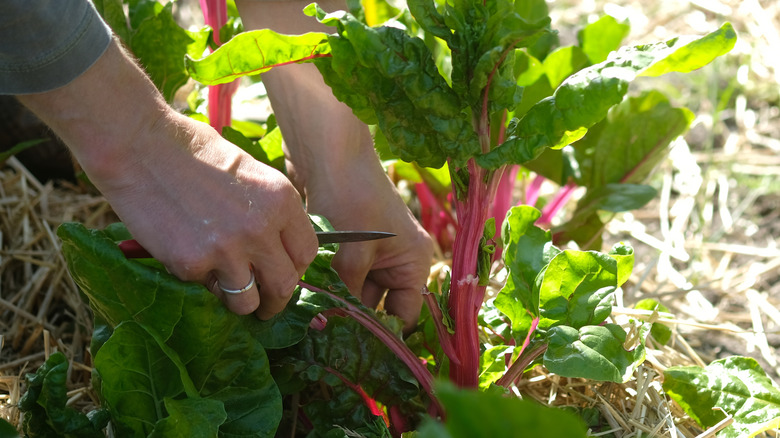 Man cutting beet greens