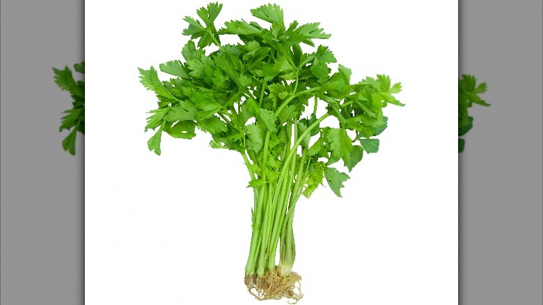 Parsley against a white background