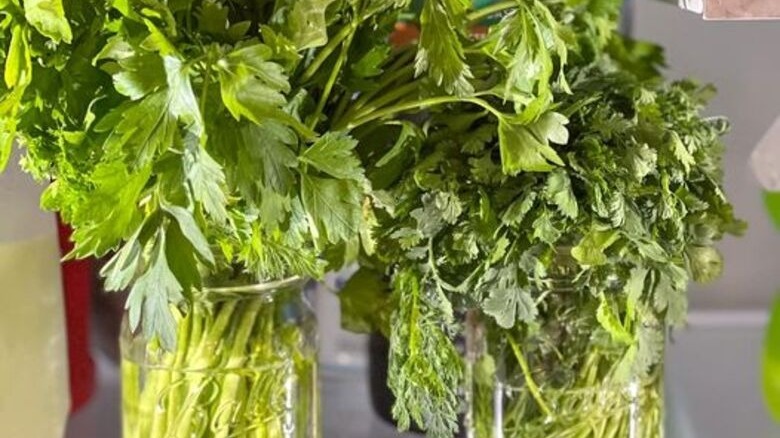 Herbs stored in jars of water