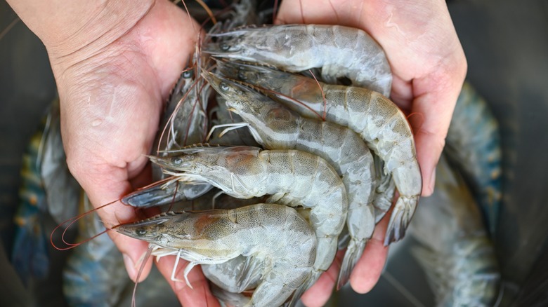 raw shrimp