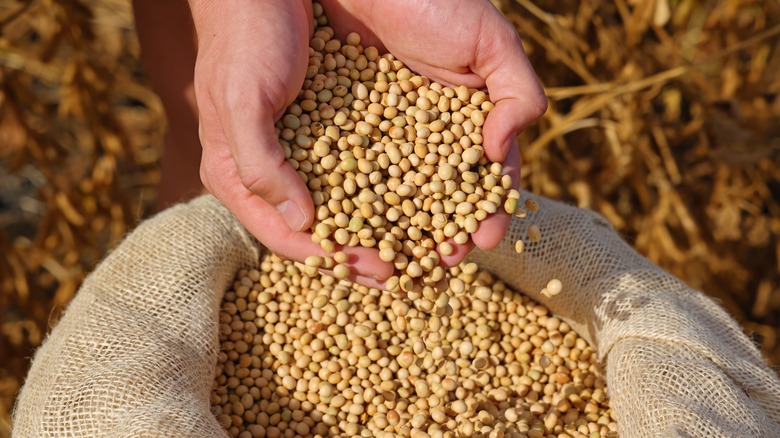 hands holding dried soybeans