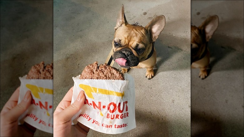 Dog looking at In-N-Out burger