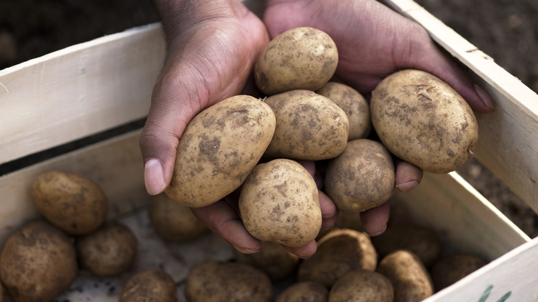 handful of fresh potatoes