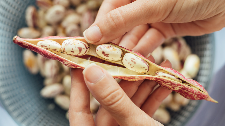 Cranberry beans in a pod