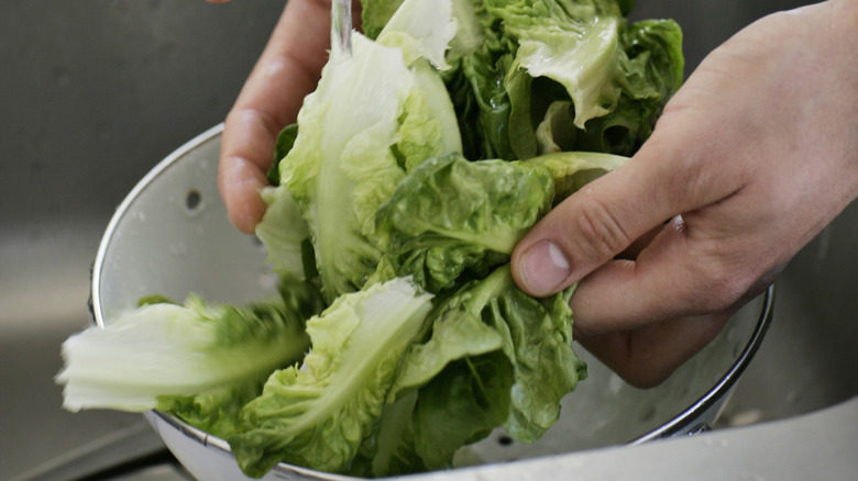 Hands washing lettuce in sink