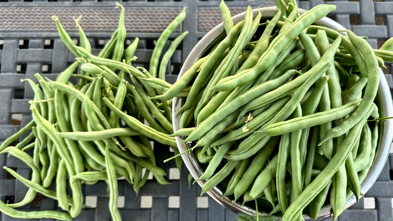 Blue Lake beans in a bowl