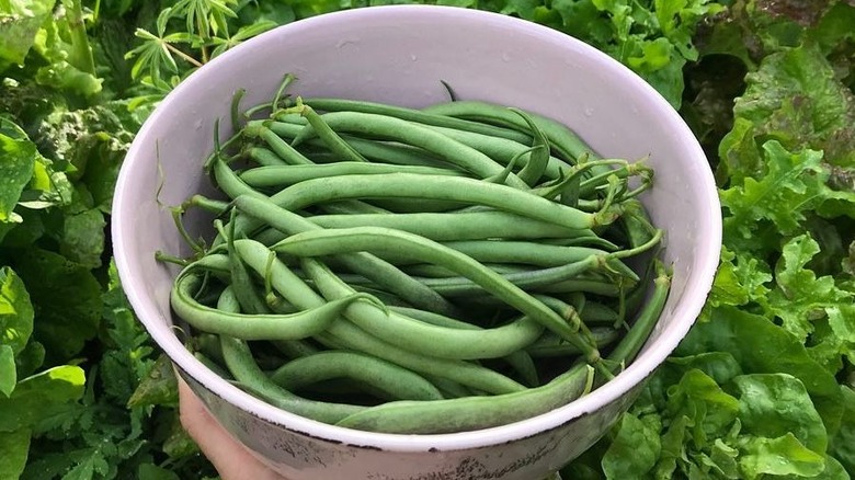 Contender beans from the garden