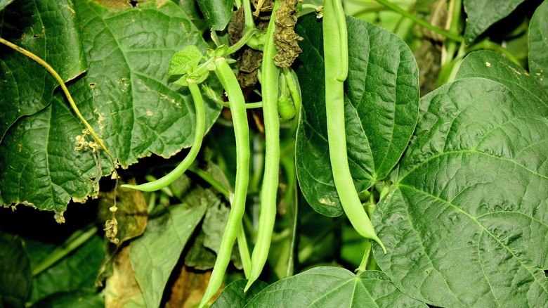 Kentucky Wonder beans on the vine