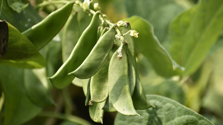 Lima beans on the vine