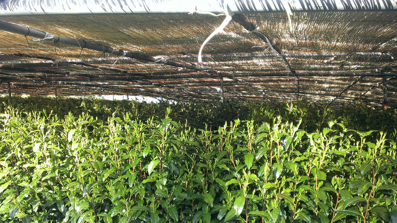 tencha tea leaves grown