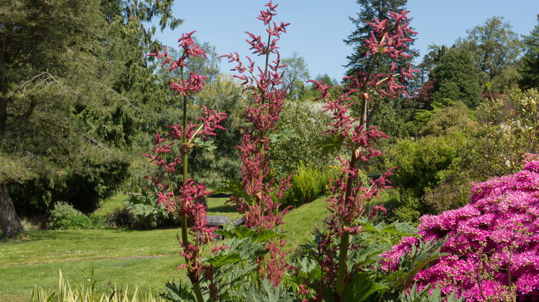 Chinese rhubarb in a garden.