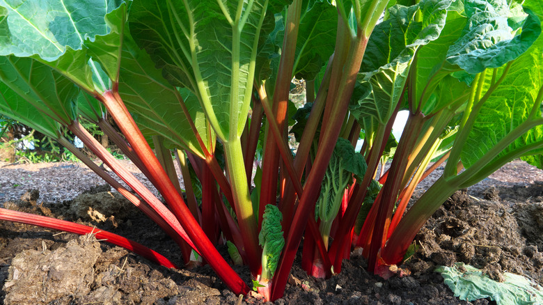 Red rhubarb growing from the ground.