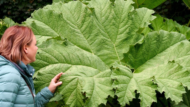 Woman reaching out to giant rhubarb leaf.