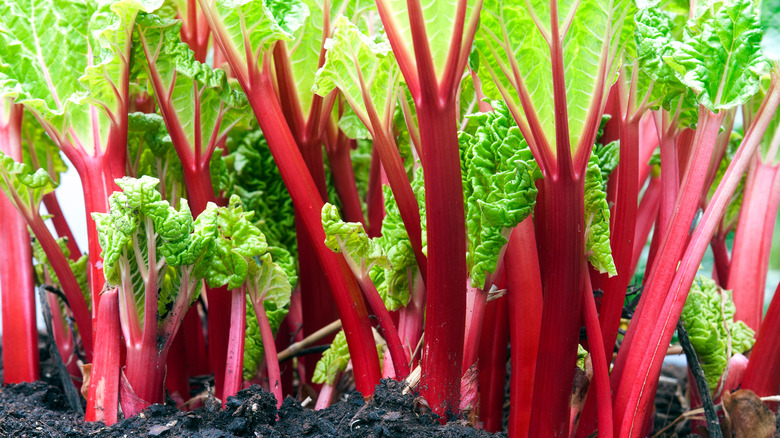 Rhubarb red stalks in ground
