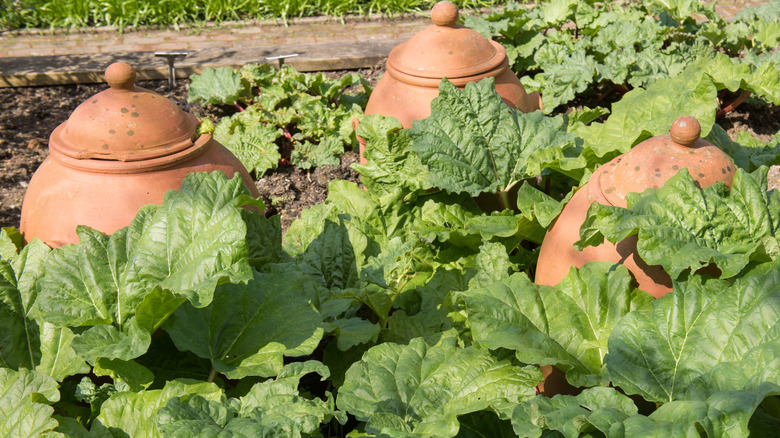Rhubarb in garden with pots.