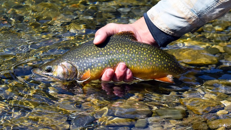 Brook trout in clean water