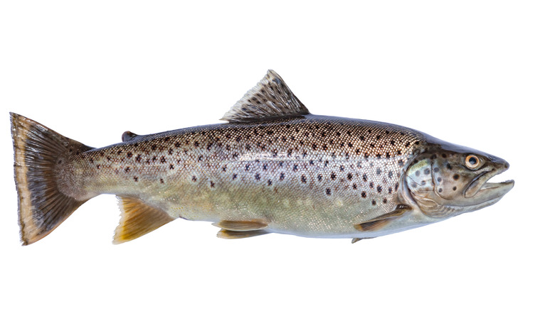 Brown trout against a white background