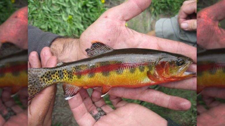 Golden trout against a white background