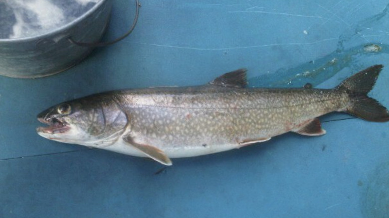 Lake trout against a blue background