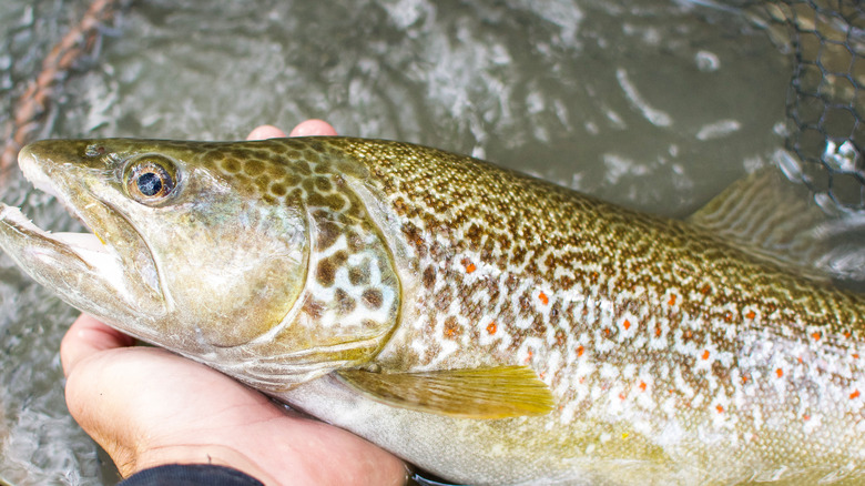 Marble trout held in human hands