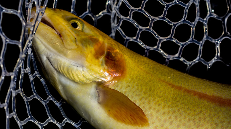 Palomino trout caught in a net