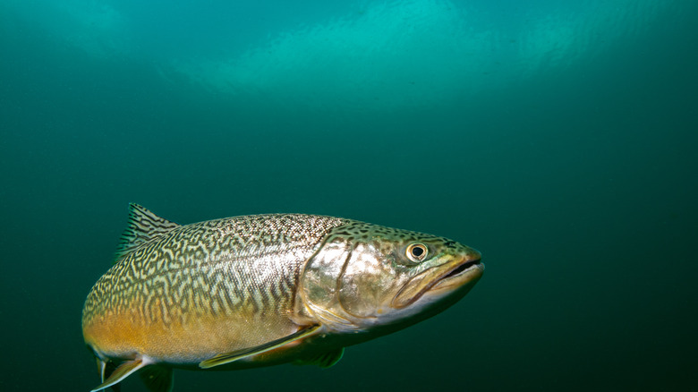 Tiger trout underwater