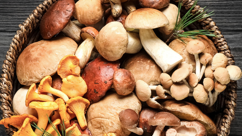 wild fresh mushrooms in basket