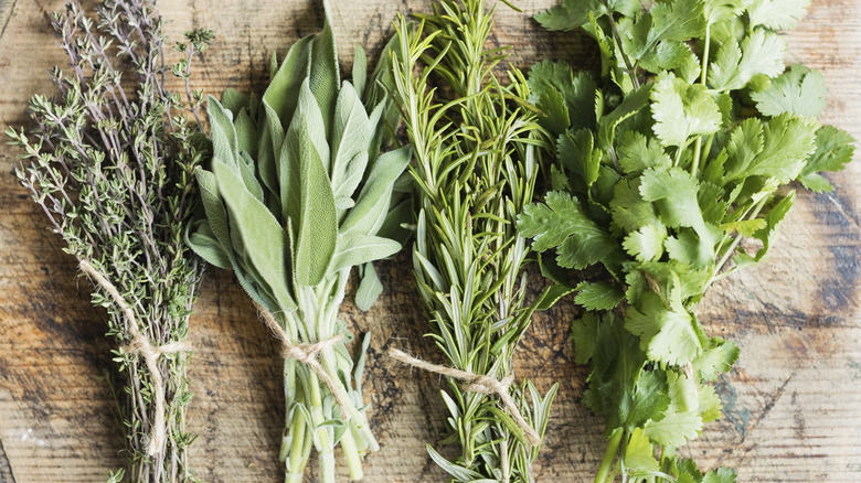 Fresh herbs arranged side-by-side