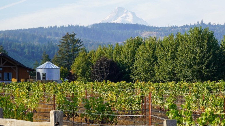 Fruit farm in front of Mt. Hood