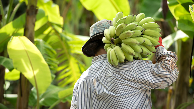 banana harvest