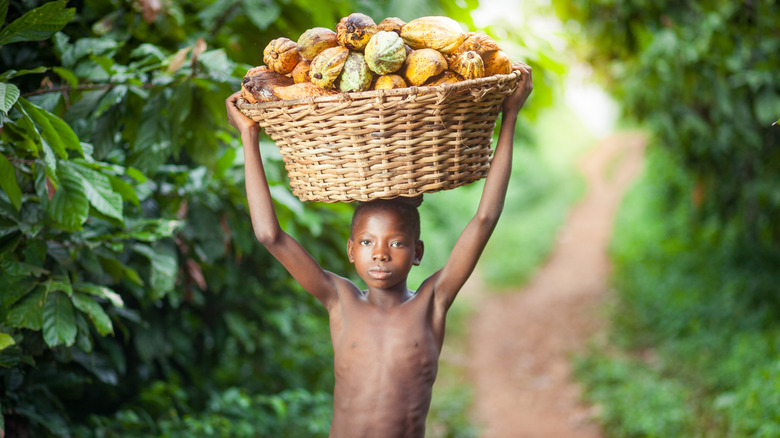child labor chocolate harvest