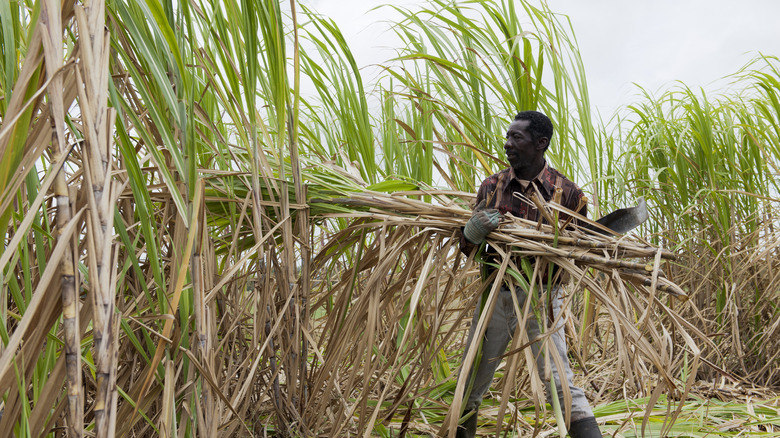 man working in sugar cane field